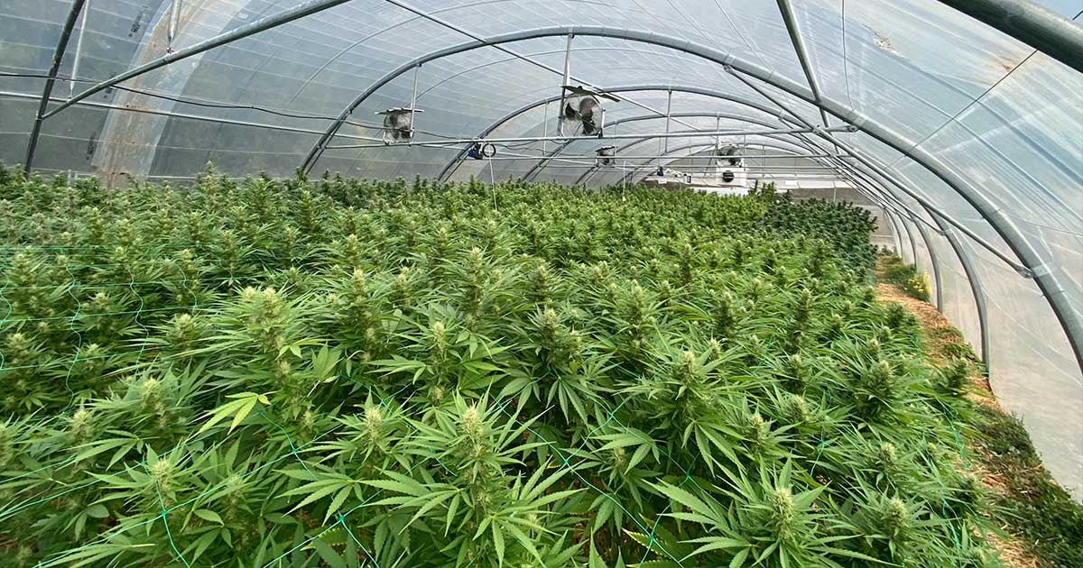 Frankreich opfert seine CBD-Branche