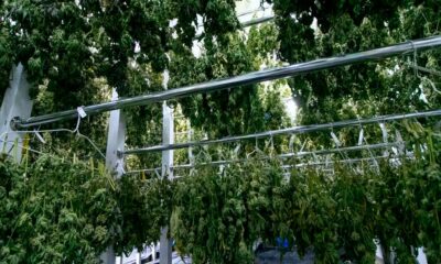 Ende des Bedrocan-Monopols