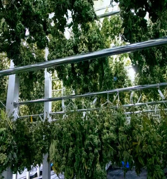 Ende des Bedrocan-Monopols