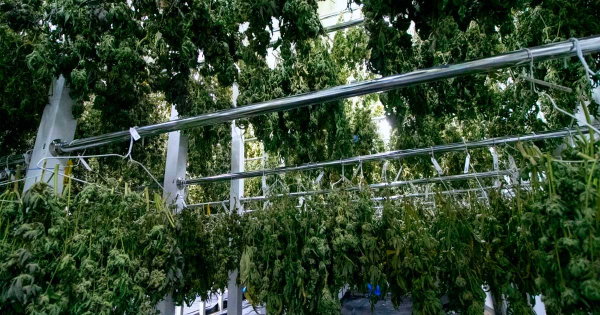 Ende des Bedrocan-Monopols