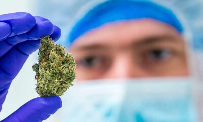 Studie über die Bestrahlung von Cannabis