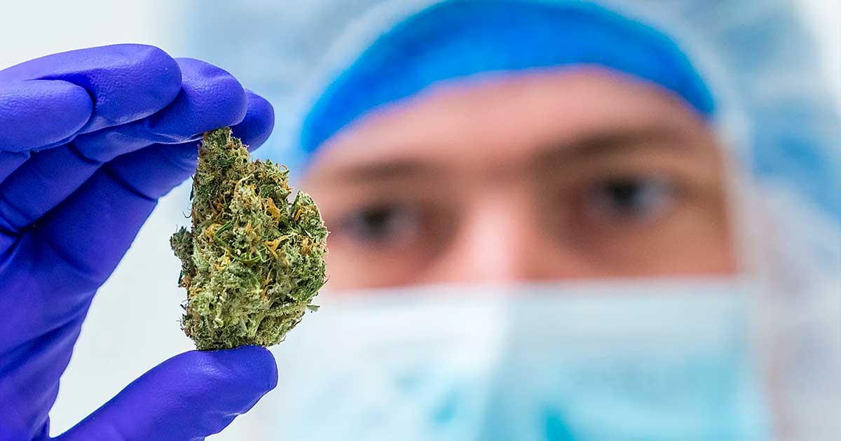 Studie über die Bestrahlung von Cannabis