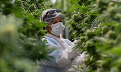 Legaler Cannabismarkt in Uruguay im Jahr 2025