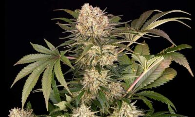 AK-47 von Barney's Farm