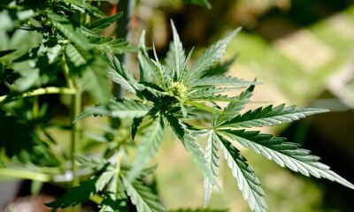 Zeitplan für medizinisches Cannabis in Frankreich