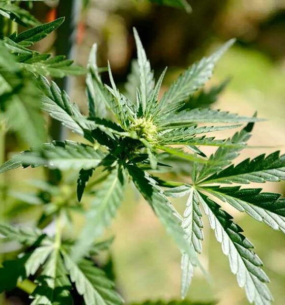 Zeitplan für medizinisches Cannabis in Frankreich