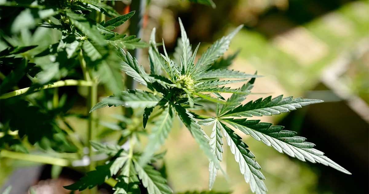 Zeitplan für medizinisches Cannabis in Frankreich