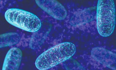 CBD und seine Wirkung auf die Mitochondrien
