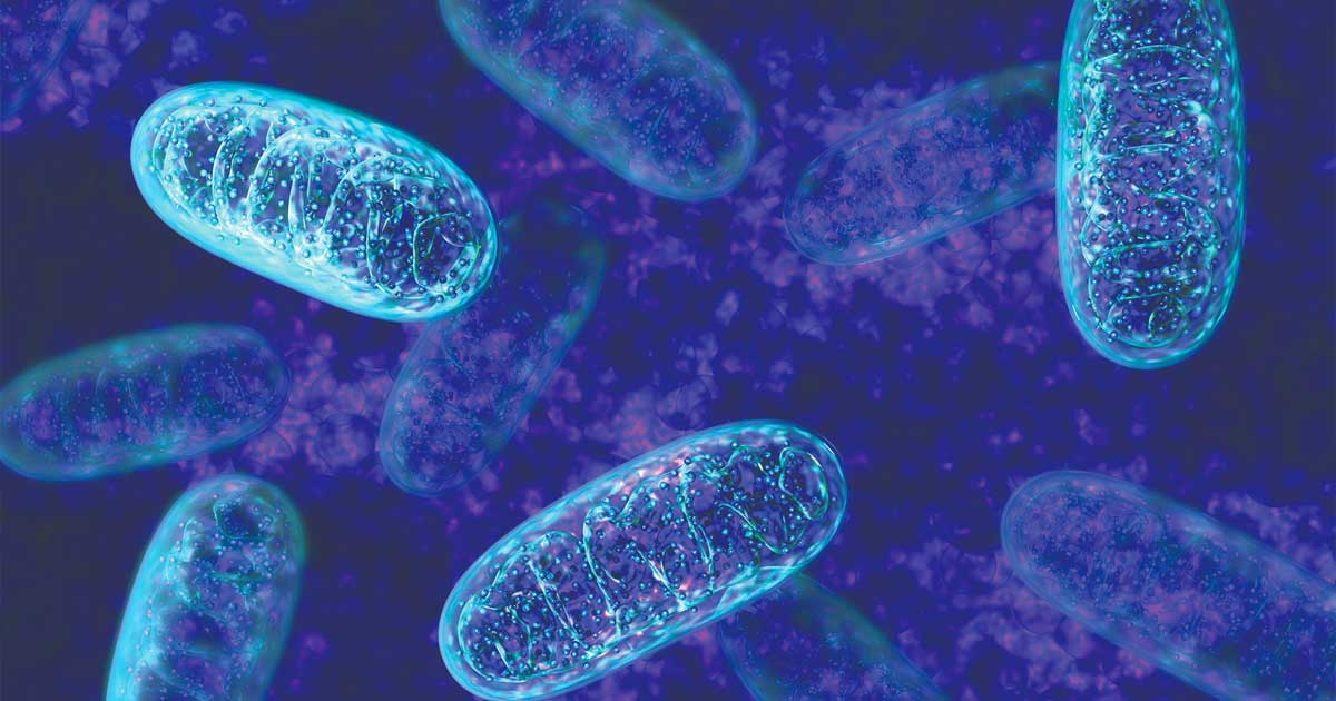 CBD und seine Wirkung auf die Mitochondrien
