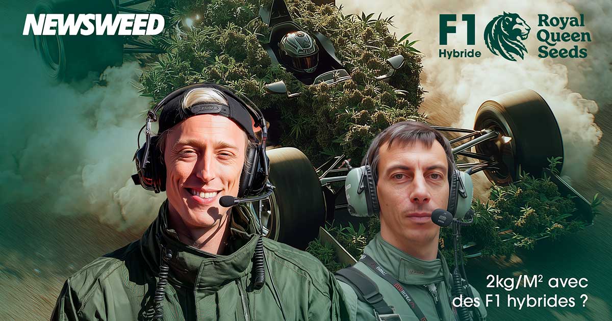 F1 Hybride von Royal Queen Seeds