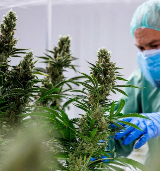 Kostenerstattung für medizinisches Cannabis in Frankreich