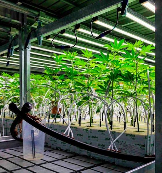 Medizinisches Cannabis in Deutschland bis 2025