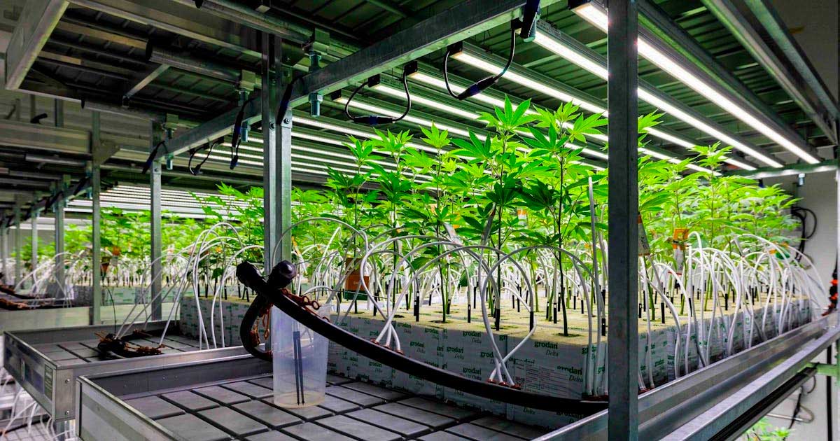 Medizinisches Cannabis in Deutschland bis 2025