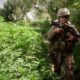 US-Armee und Cannabis