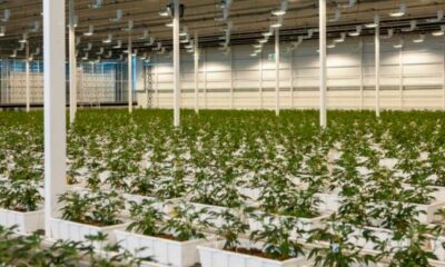 Aurora Medizinisches Cannabis