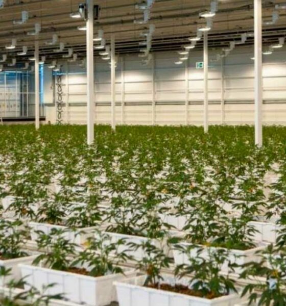 Aurora Medizinisches Cannabis