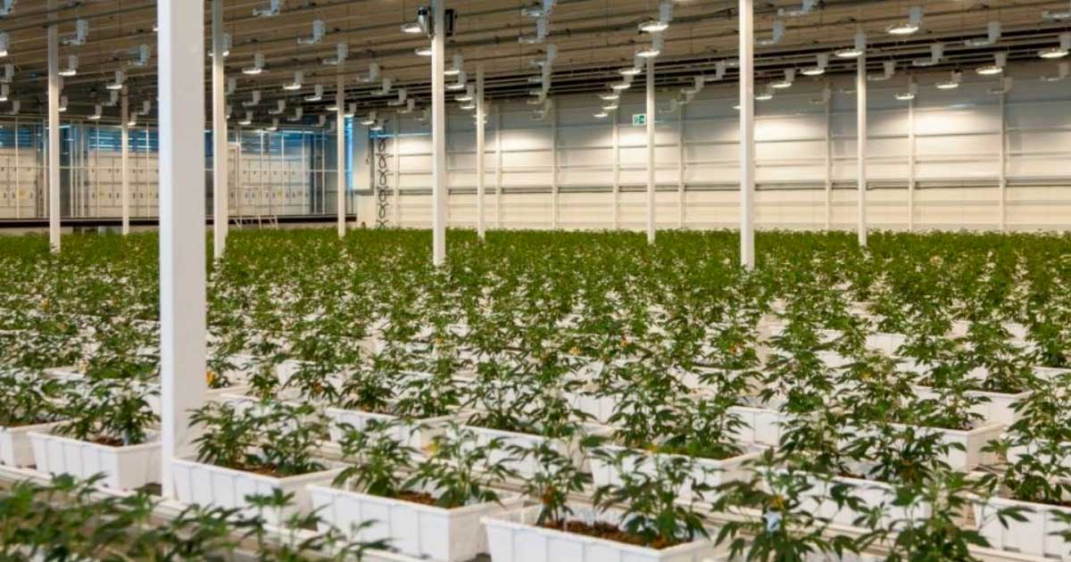 Aurora Medizinisches Cannabis