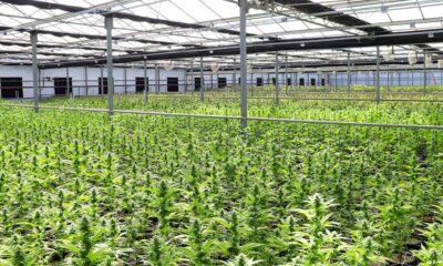 Antrag auf medizinisches Cannabis in Neuseeland