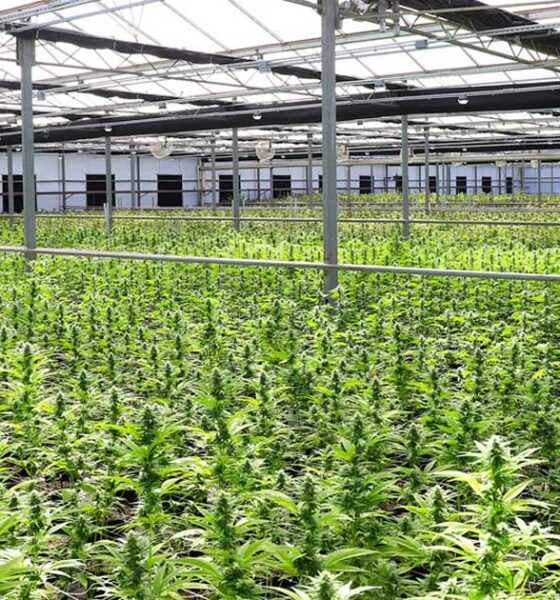 Antrag auf medizinisches Cannabis in Neuseeland