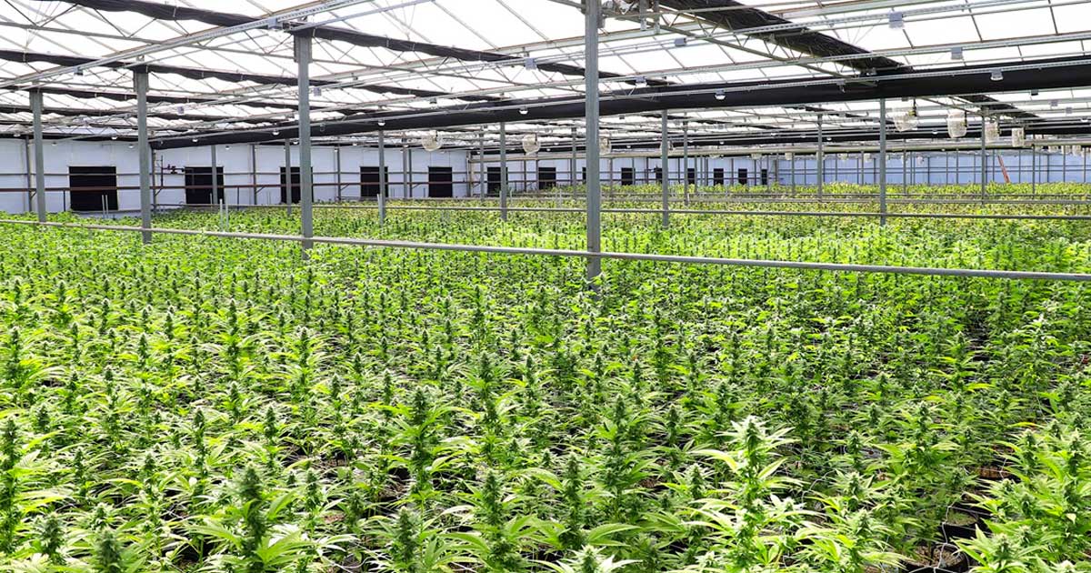 Antrag auf medizinisches Cannabis in Neuseeland