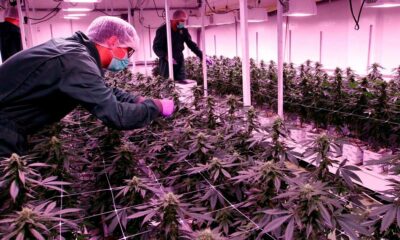 Cannabis-Lizenzen in Nordmazedonien