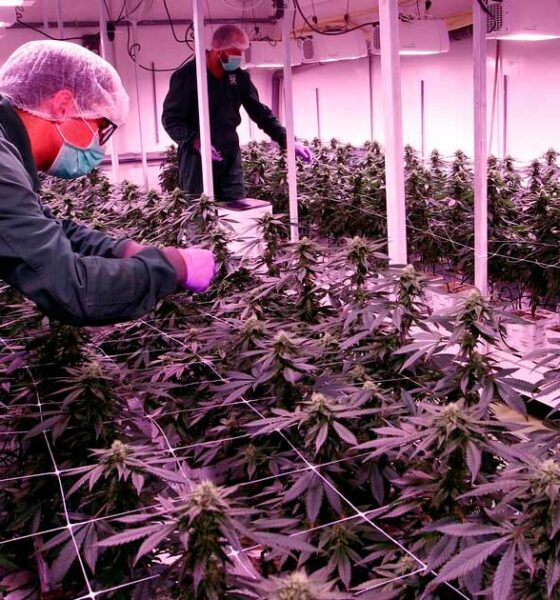 Cannabis-Lizenzen in Nordmazedonien