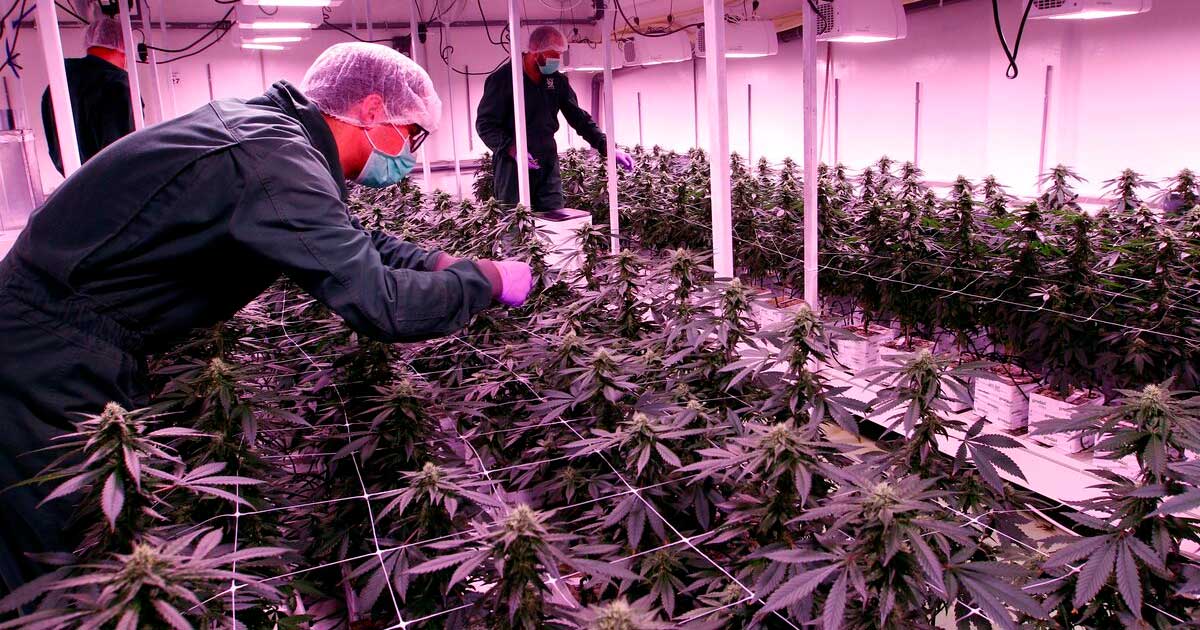 Cannabis-Lizenzen in Nordmazedonien