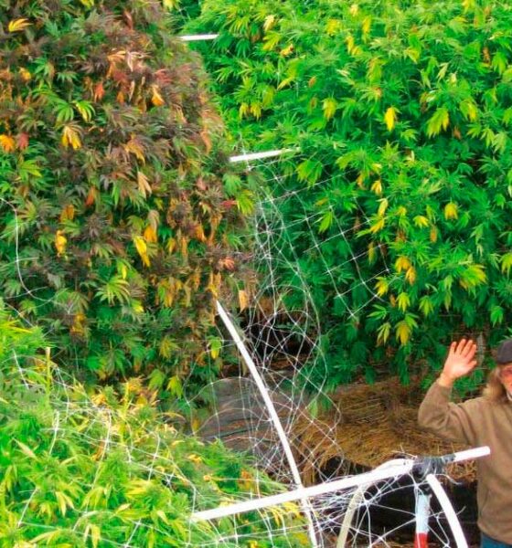 Ist die vegetative Phase von Cannabis unnötig?