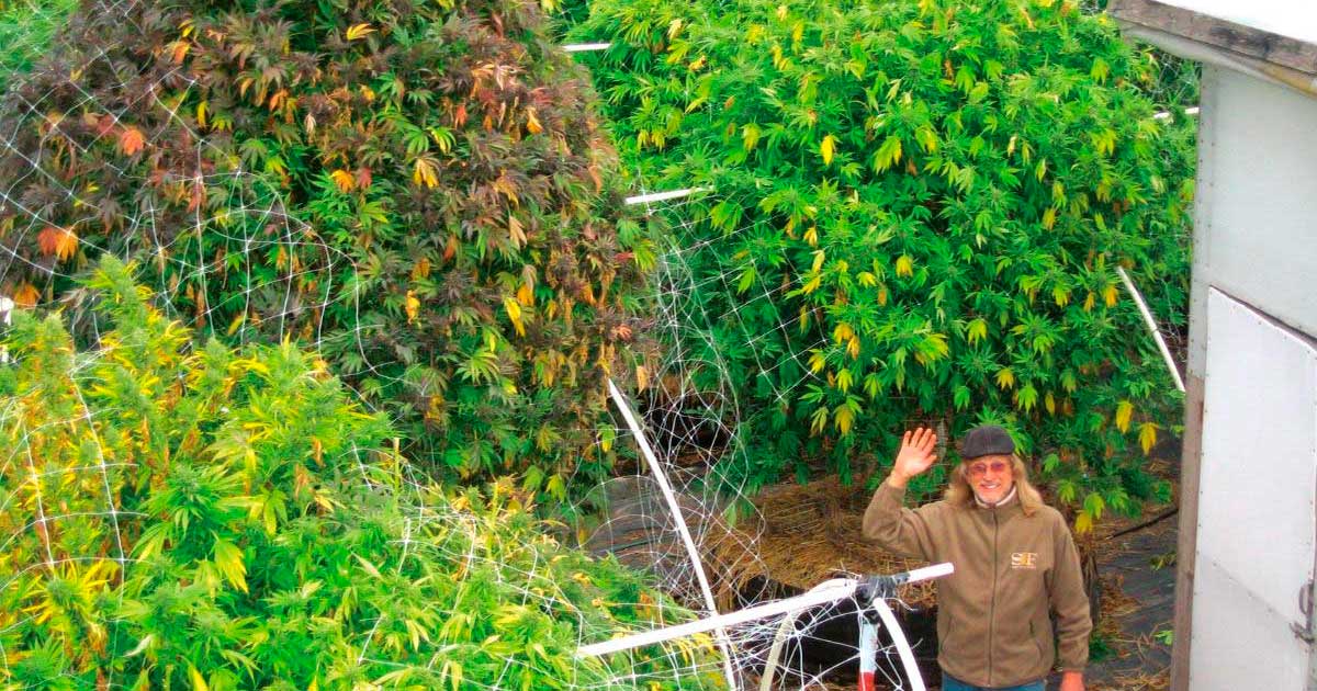 Ist die vegetative Phase von Cannabis unnötig?