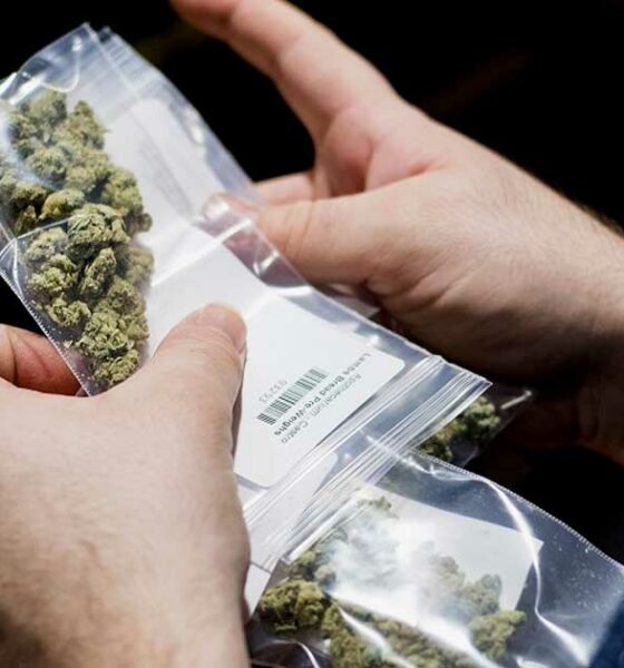 Deutsche Polizei fordert bessere Legalisierung von Cannabis