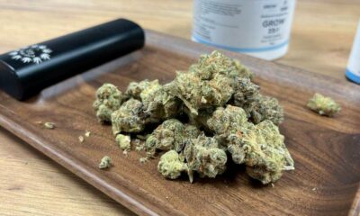 Medizinisches Cannabisprogramm in Irland gescheitert