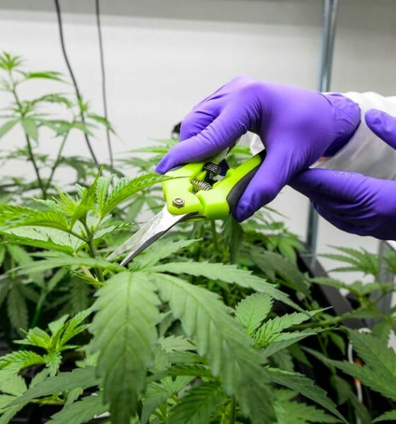 Medizinisches Cannabis in Frankreich legal