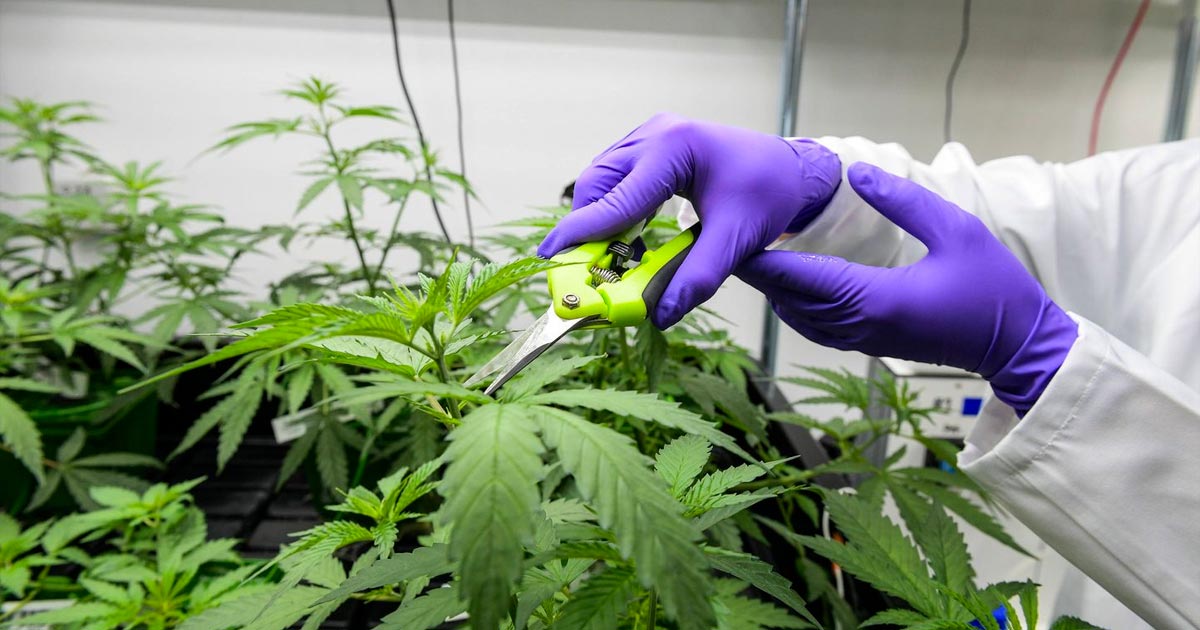 Medizinisches Cannabis in Frankreich legal