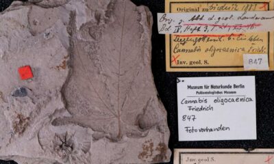 Fossil von Cannabis