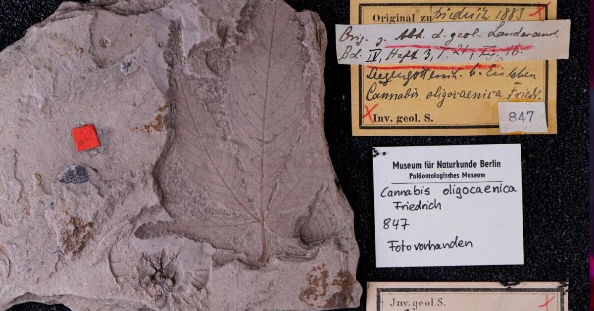 Fossil von Cannabis