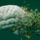 Cannabis und Gedächtnis