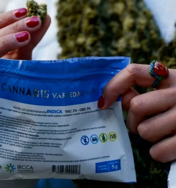 Grauer Cannabismarkt in Uruguay