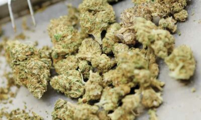 Kanada bleibt Deutschlands Hauptlieferant von medizinischem Cannabis