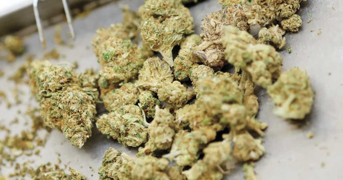 Kanada bleibt Deutschlands Hauptlieferant von medizinischem Cannabis