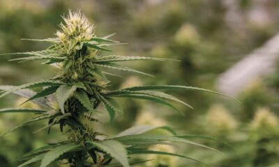Kolumbien belebt seine Cannabislegalisierung wieder