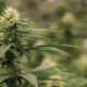 Kolumbien belebt seine Cannabislegalisierung wieder