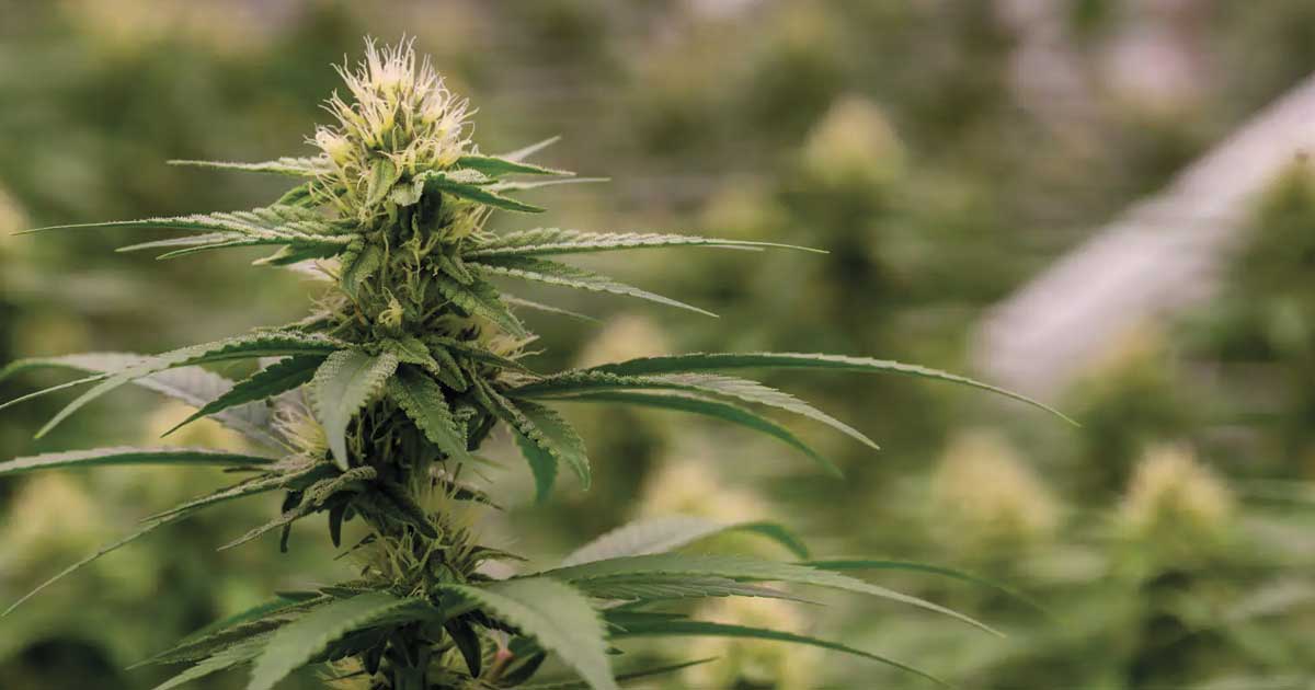 Kolumbien belebt seine Cannabislegalisierung wieder