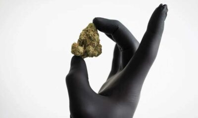 Rückerstattung von Cannabisblüten in Deutschland
