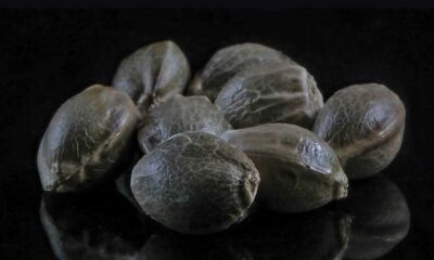 GTR Seeds