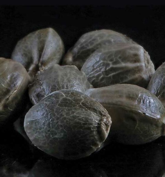 GTR Seeds