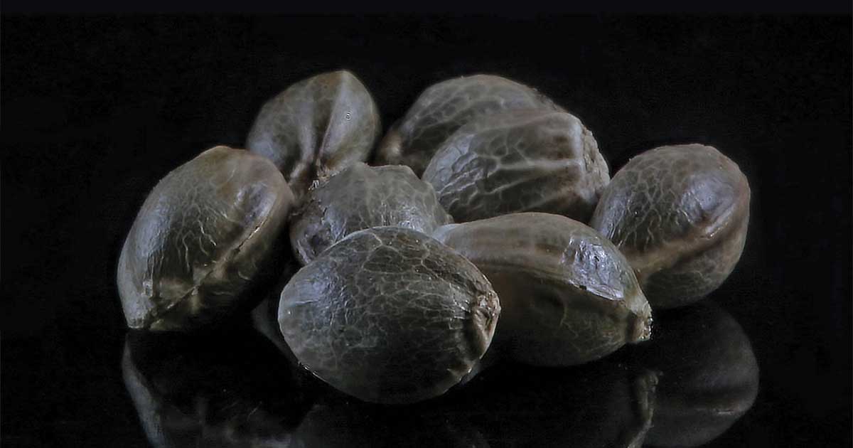 GTR Seeds
