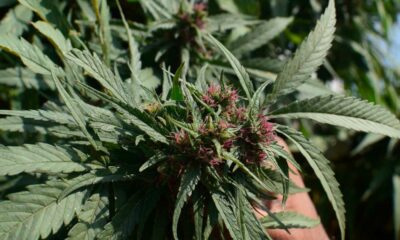 Regulierungsbehörde für Cannabis in Pakistan