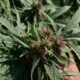 Regulierungsbehörde für Cannabis in Pakistan