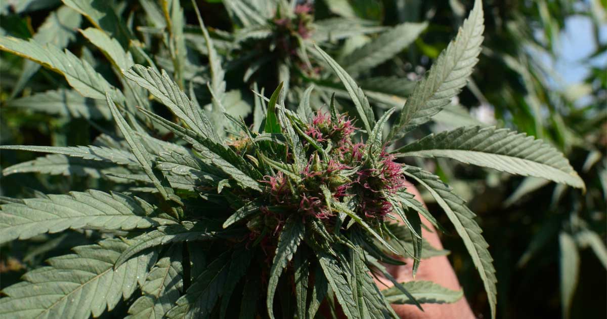 Regulierungsbehörde für Cannabis in Pakistan