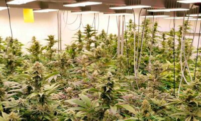 Pilotprojekt zu Freizeit-Cannabis in Deutschland